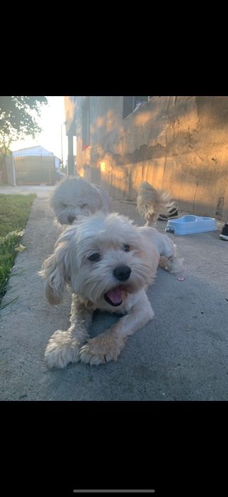 Cățeluși Bichon Maltez