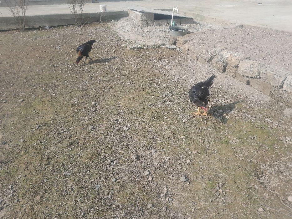 Дакан чалиш хурозча