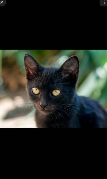 Зеленоглазый котик ищет любящий дом