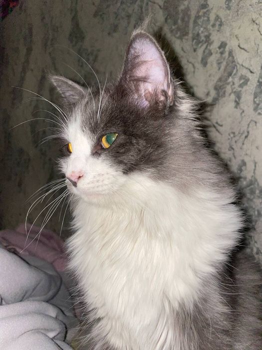 Mushuk бесплатно