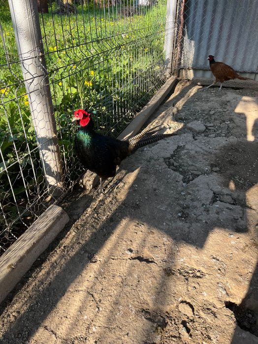 Vând fazani și ouă de fazani.