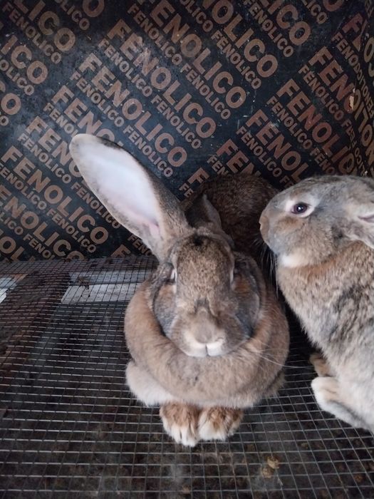 Зайци Великани и Пеперуди