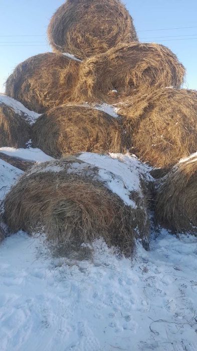Продам сено в рулонах