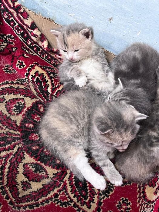 Котята в хорошие руки