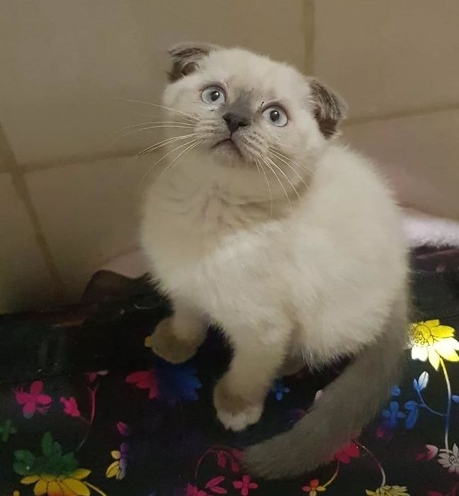 Мальчики и девлчки, 1.5 мес