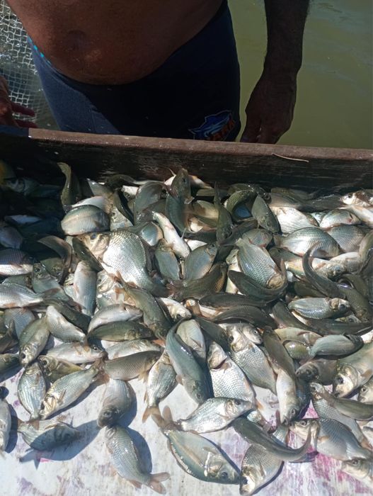 Шаран за консумация и зарибител