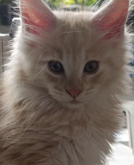 Мейн кун котята!