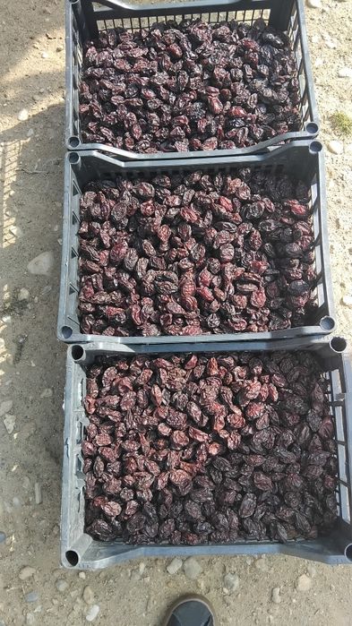 Vând prune uscare agen