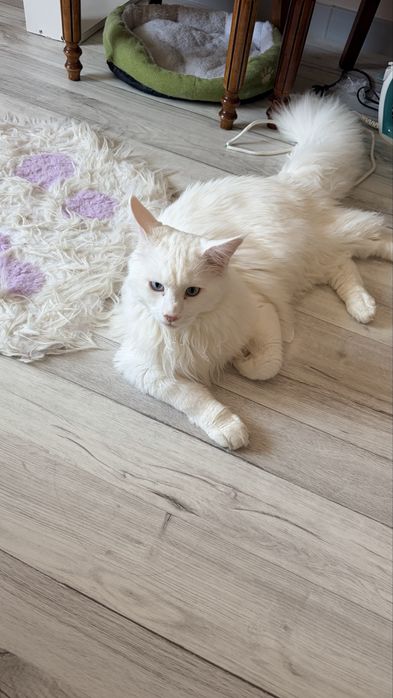 Мейнкун.