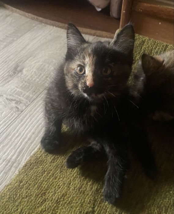 котенок, девочка