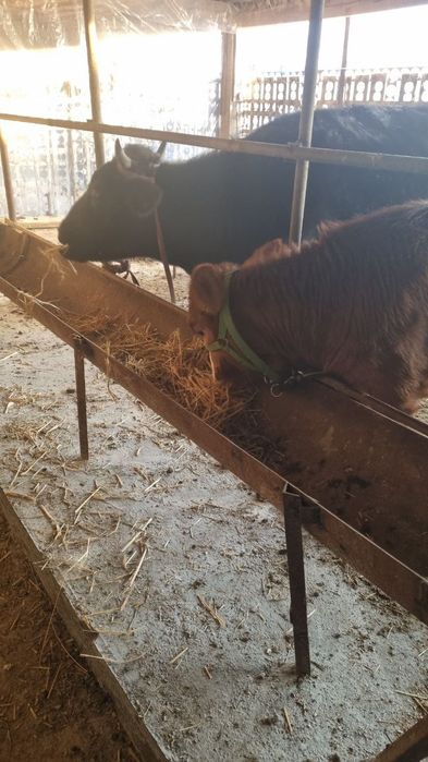 Ona bola sigir sotiladi