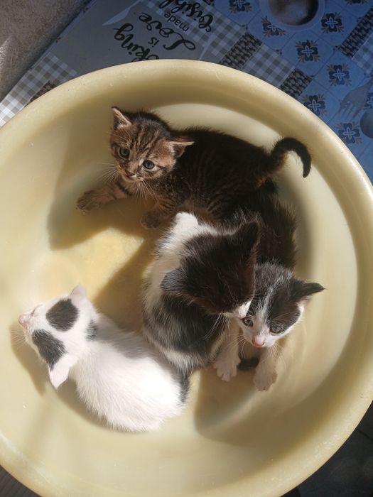 Donez gratis pui de pisici