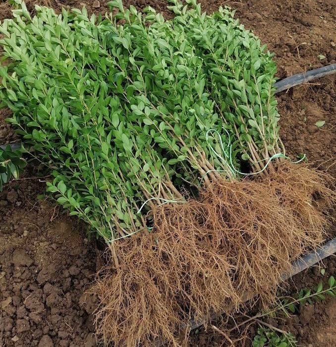 Лигуструм на гол корен/ligustrum