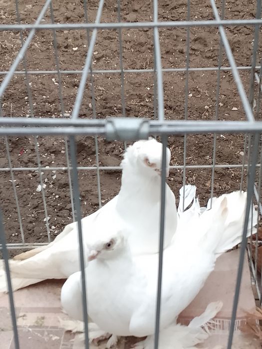 Голуби чубатый тараз