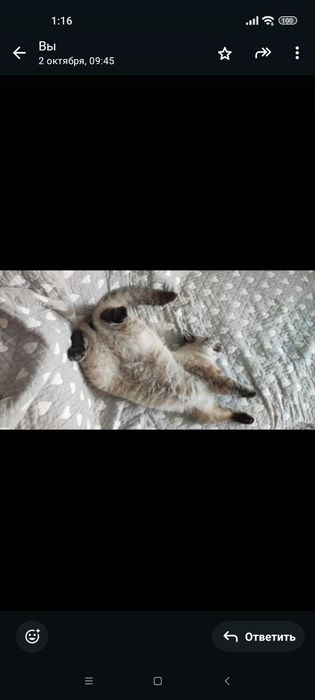 Кот 2,5 месяца , в хорошие руки