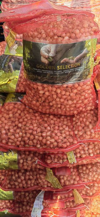 Vand Arpacic Olandez Extra Calitate!!