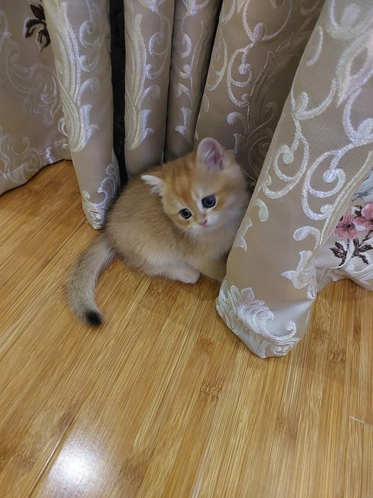 Британ шиншилла мушукчалари!