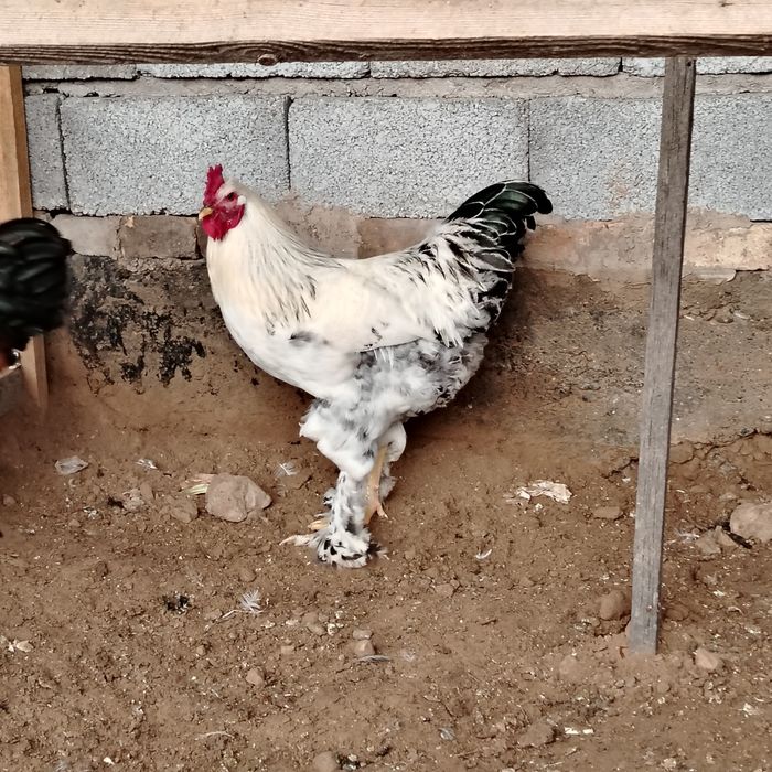 Қораздар балапан