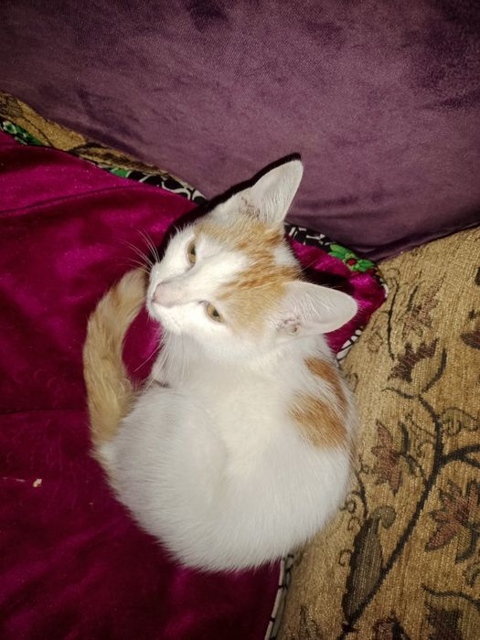 Котёнок отдам даром