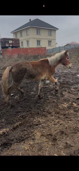 Байтал кобылка лошадь жылкы