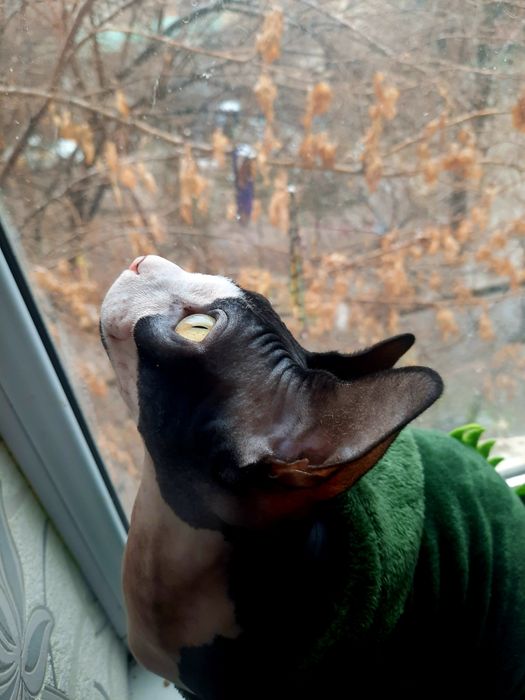 Кот Сфинкс        .