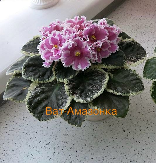 Продам цветущие сортовые фиалки