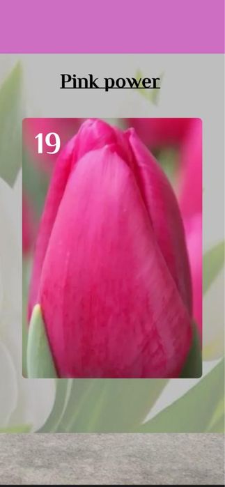 Тюльпаны классические