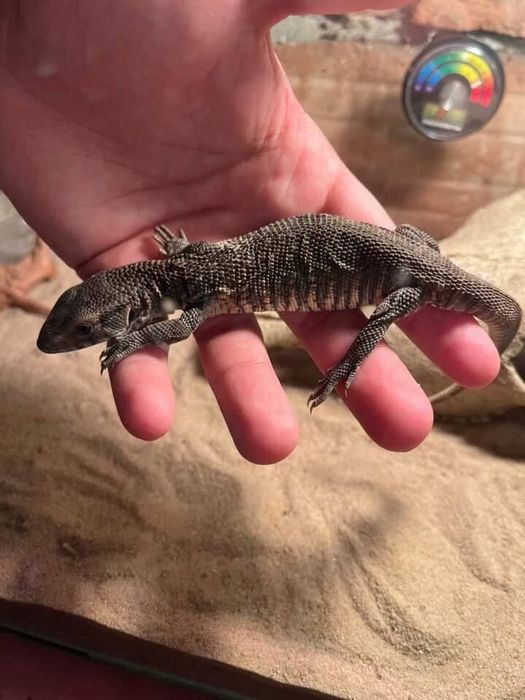 Саванен Варан / Varanus Exanthematicus