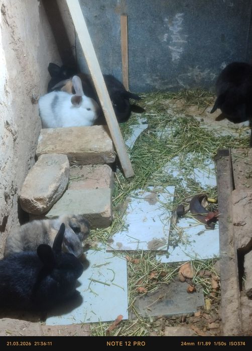 Quyon bitta onas va yetta bolas bor