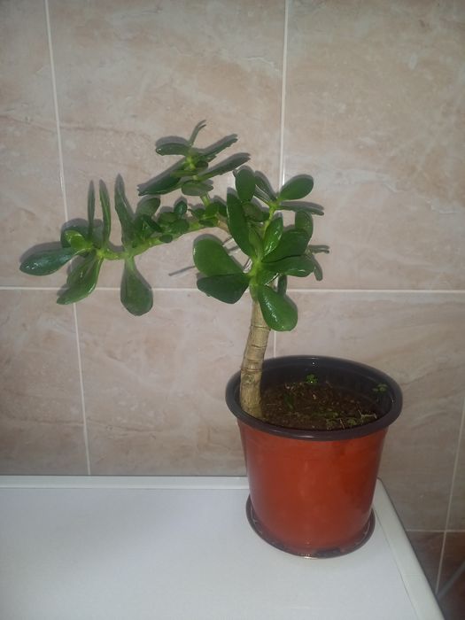 Комнатние растение