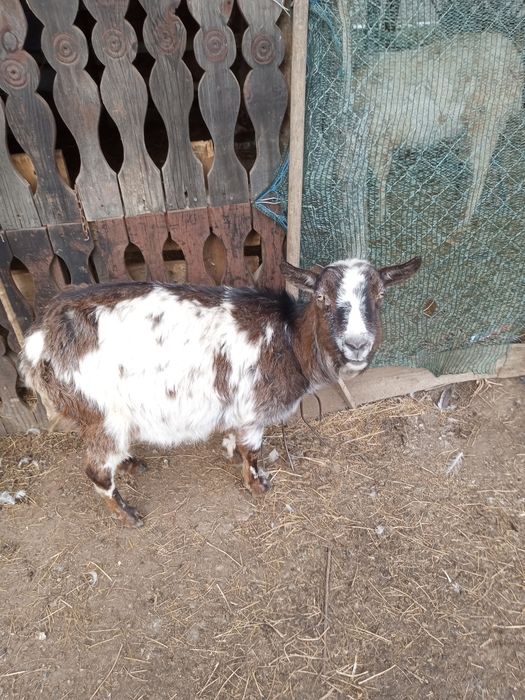 Capre . Astăzi ambele 500 lei au 5 și 6 ani montate cu țap anglonubian