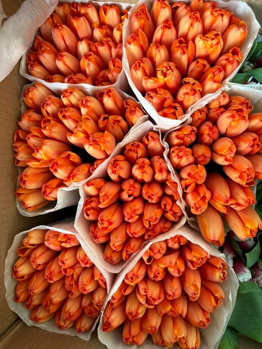 Премиальные белорусские тюльпаны