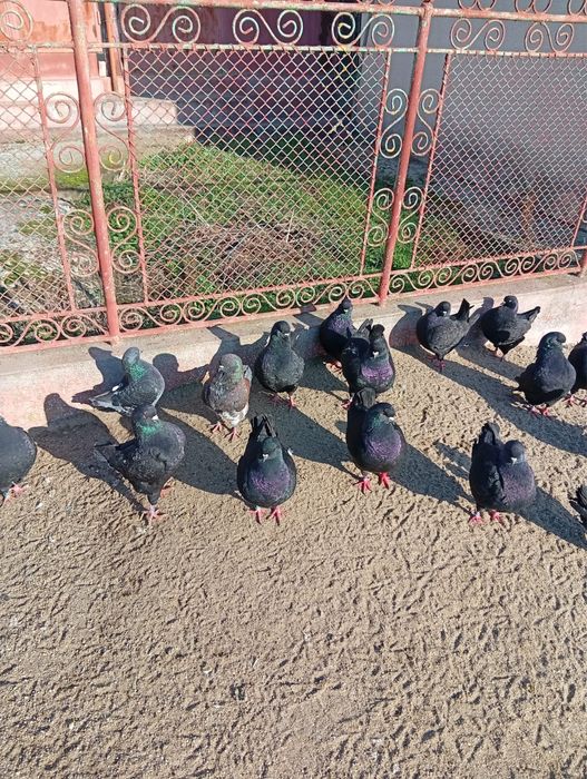 Vand porumbei rasa king negrii