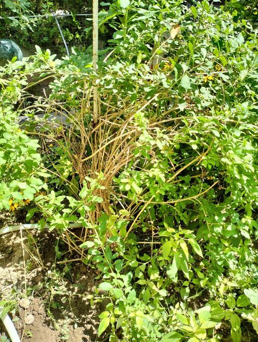 Большой куст ягоды годжи.