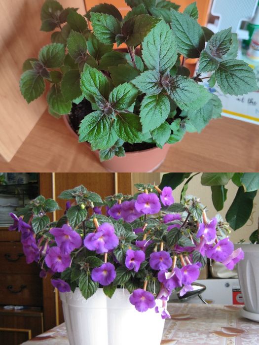 Продам комнатные цветы