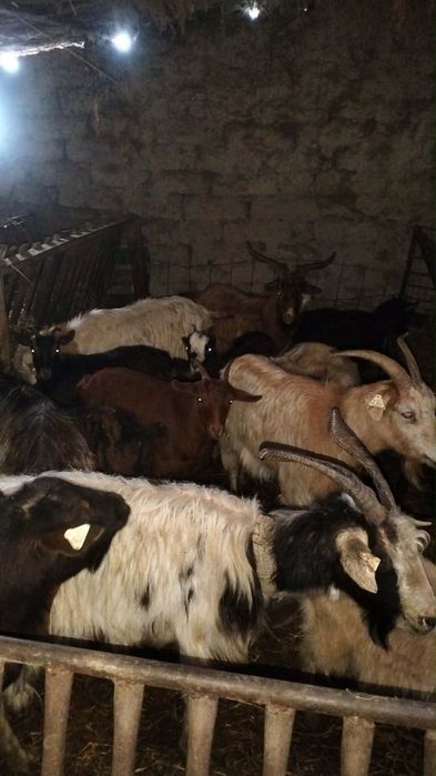 De vânzare miei și iezi pentru Paște