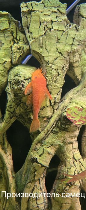 Продам молодых самок Анцитруса Super Red