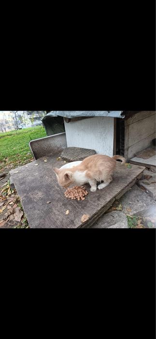 Малко изоставено коте