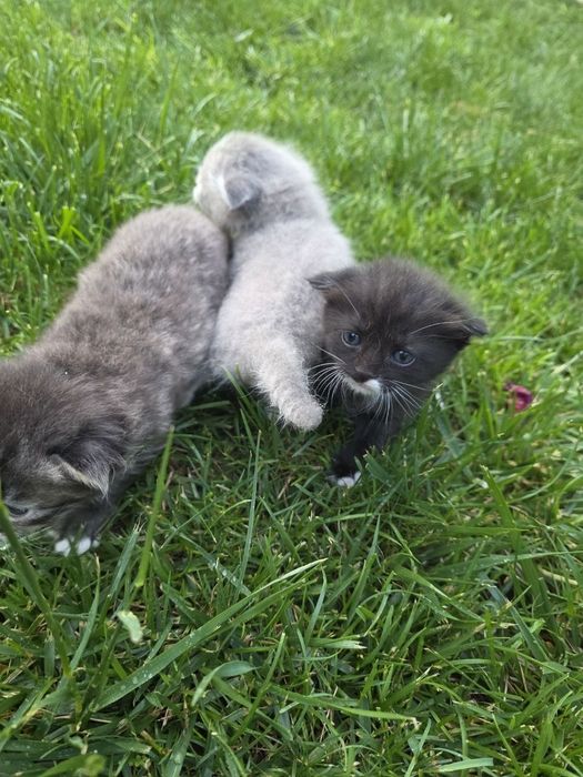 Продаются 3 кошки