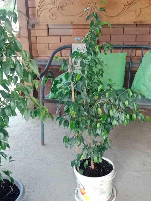 Домашние цветы разные