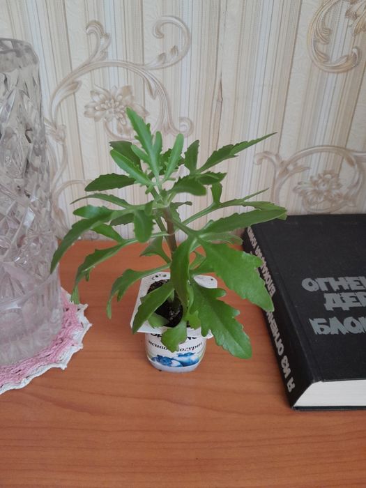 ,,Оленьи рожки,, обменяю