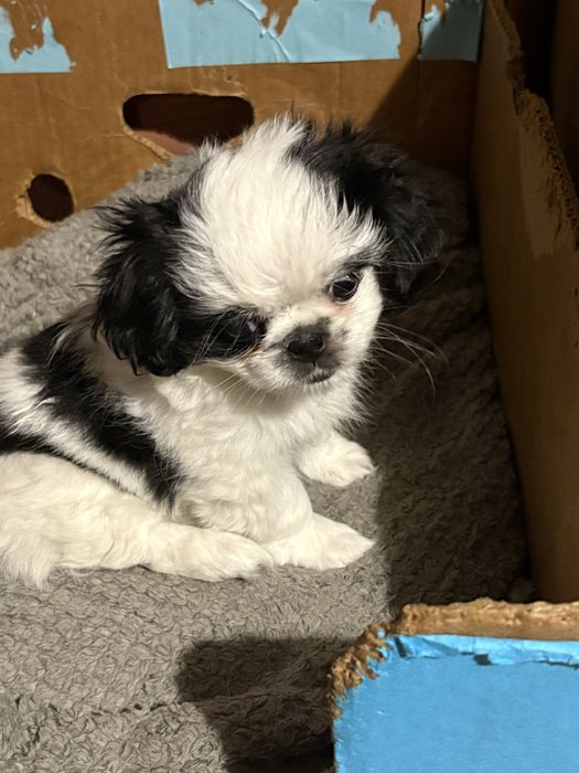 Японски хин - бебета