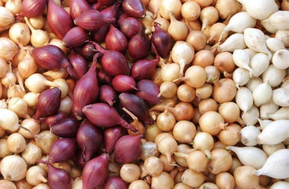 Vand arpagic Sturon si Stuttgarter Olanda