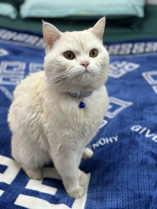 британская короткошерстная