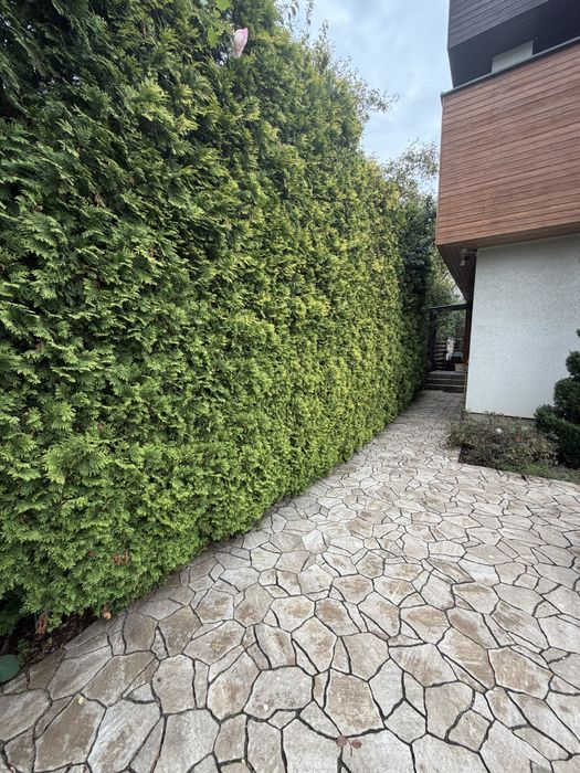 Intretinere Spatii Verzi | Tratamente plante | Gazon Rulou|Artificial