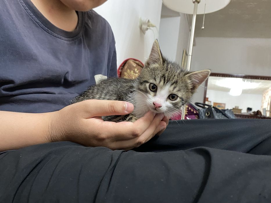 Котята бесплатно, домашние