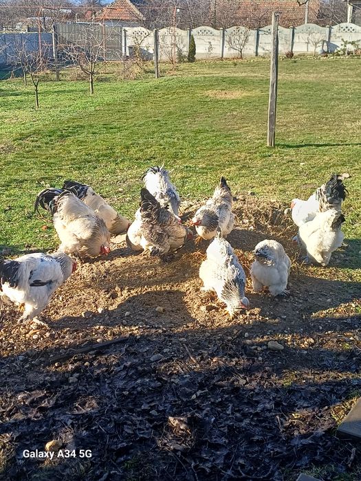 Ouă găini de rasă