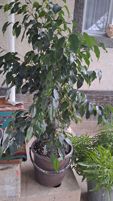 Домашний цветок, үй гүлдері