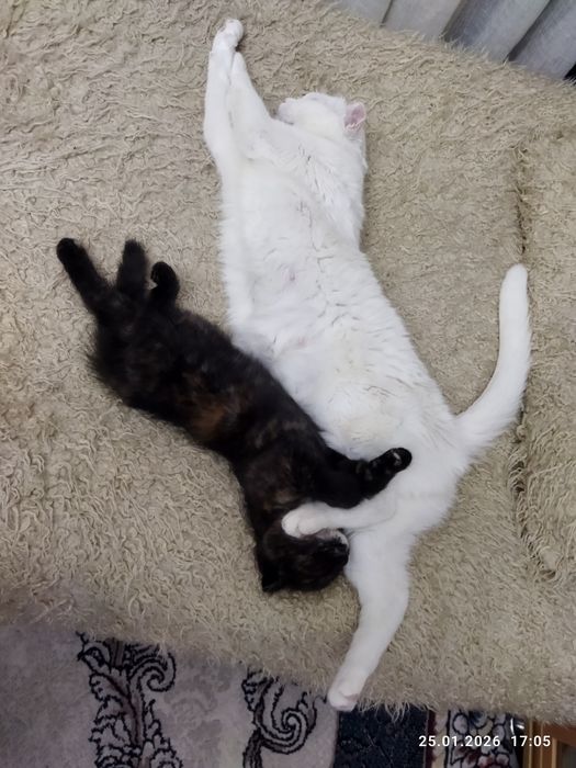 Продается шотландский котёнок