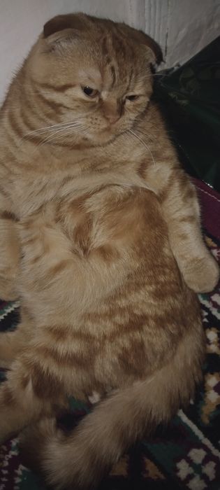 Scoʻtish fold Shvetskiy zot viyazka